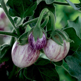Pinstripe, (F1) Eggplant Seeds